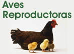 Aves Reproductoras - Patos - Ocas - Avestruz